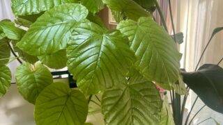 夫が風邪で寝込んだときに痛感したこと