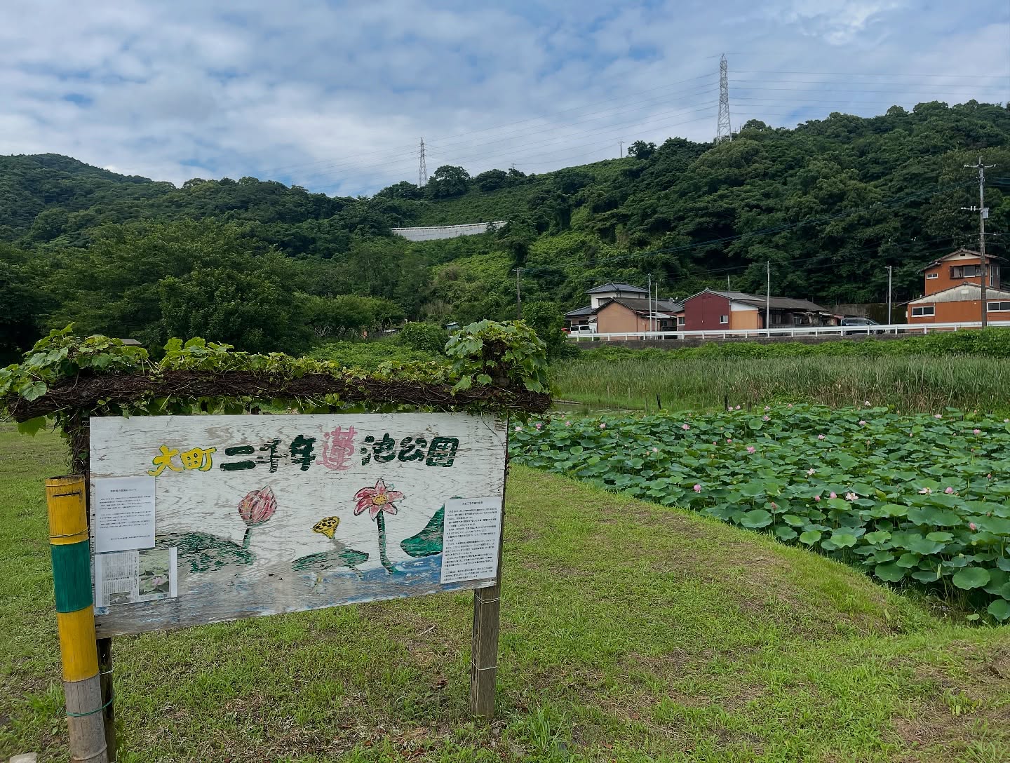 カラードグリーン、ホテイアオイ、テキストの画像のようです